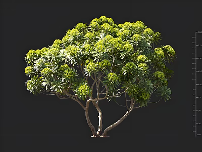 Lush Green Arbor With Dense Foliage Branched Trunk And Rounded Canopy 3d model