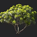 Lush Green Arbor With Dense Foliage Branched Trunk And Rounded Canopy