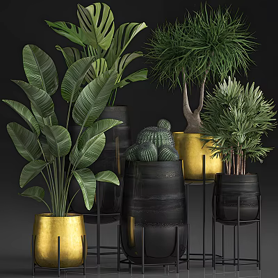 Various Bonsai and Potted Plants in Black and Gold Pots on Metal Stands 3d model