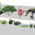 Modern Tree Landscape Tree Red Maple Pine 3d model