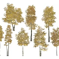 Golden Leaf Trees With White Trunks And Lush Canopies In Various Sizes