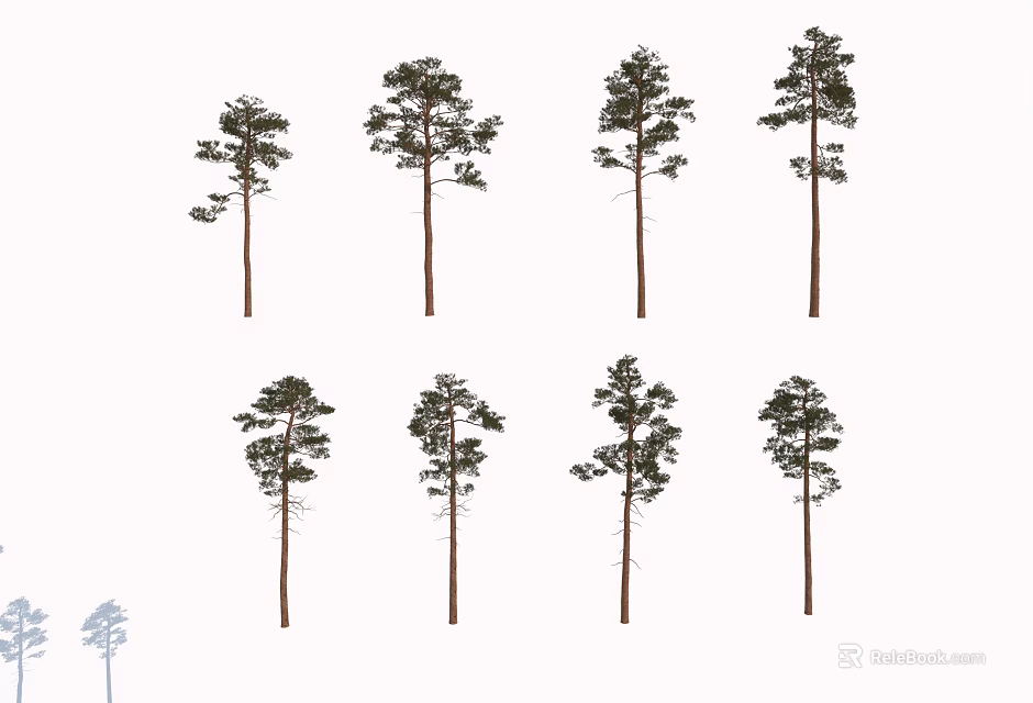 Pine Trees With Tall Straight Trunks And Conical Crowns In Various Forms 3d model