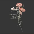 Detailed 3D Rendered Anatomical Structure With Brain Eyes And Networked Nerves