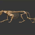 Detailed Golden Feline Skeleton Artwork Displayed on Dark Background With Reflection