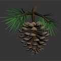 pine cone plant 3d model