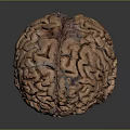 head structure head planer face human head planer face human brain planer face head structure brain structure human head structure 3d model