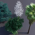 Collection of Various Trees Including Green Foliage White Textured and Palm Species