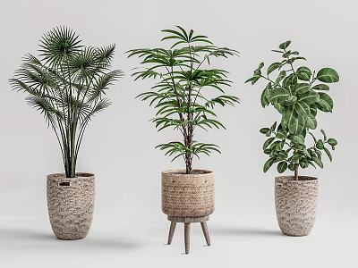 Decorative Indoor Potted Plants With Palm Leafy Greenery In Woven Textured Pots On Wooden Stand 3d model