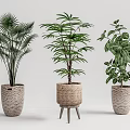 Decorative Indoor Potted Plants With Palm Leafy Greenery In Woven Textured Pots On Wooden Stand