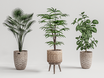 Modern Potted Plant 3d model