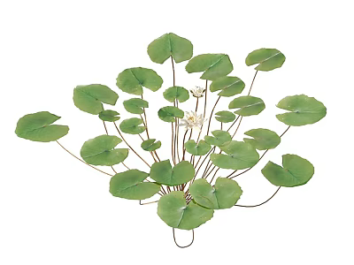 Fresh Aquatic Plants with Lush Green Lotus Leaves and White Lotus Flower in Center 3d model