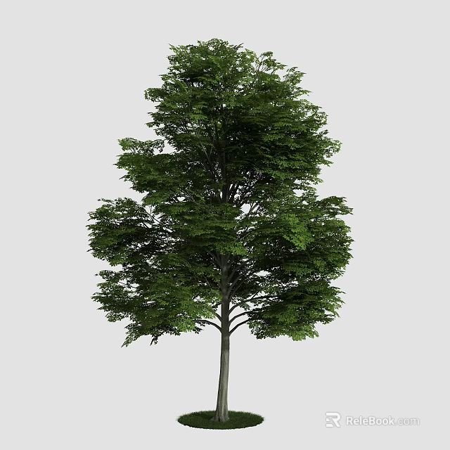 Tall Arbor With Lush Green Foliage And Straight Trunk In Natural Scene 3d model 