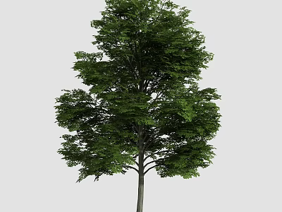 Tall Arbor With Lush Green Foliage And Straight Trunk In Natural Scene 3d model