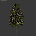 Tall Isolated Tree with Green Leaves and Dark Trunk on Gray Background