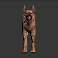 Realistic German Shepherd Dog with Brown and Black Coat Standing on Dark Surface