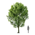 Weeping Willow Arbor and Broadleaf Tree with Silhouette Figure Showing Different Crown Shapes