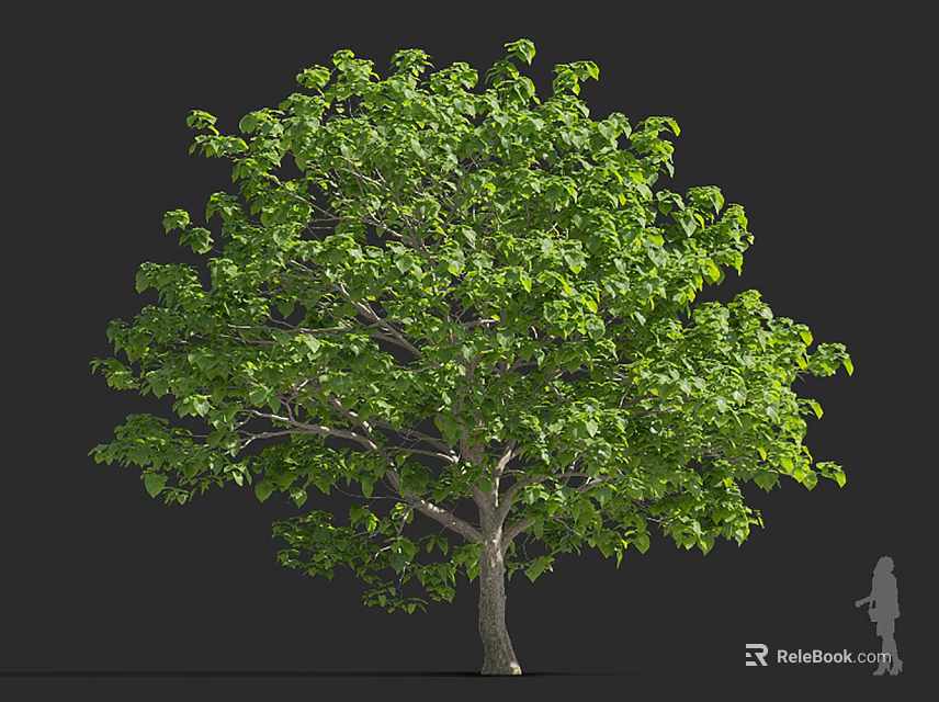 Tall Tree With Lush Green Leaves Against Dark Background And Human Silhouette For Scale Reference 3d model 