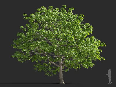 Tall Tree With Lush Green Leaves Against Dark Background And Human Silhouette For Scale Reference 3d model