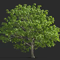Tall Tree With Lush Green Leaves Against Dark Background And Human Silhouette For Scale Reference