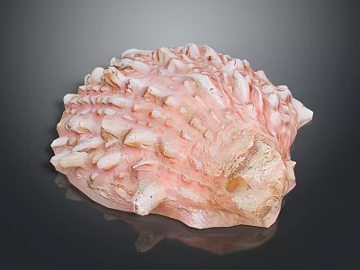 Pink and White Shellfish with Bumpy Protruding Surface and Irregular Shape on Dark Background 3d model