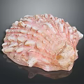 Pink and White Shellfish with Bumpy Protruding Surface and Irregular Shape on Dark Background