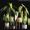Decorative Plant Arrangement With Variegated Green Leaves In Ceramic Pots On Wooden Stands