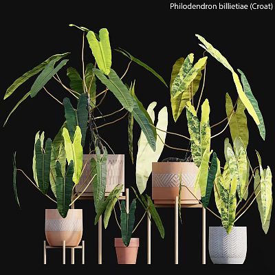 Decorative Plant Arrangement With Variegated Green Leaves In Ceramic Pots On Wooden Stands 3d model