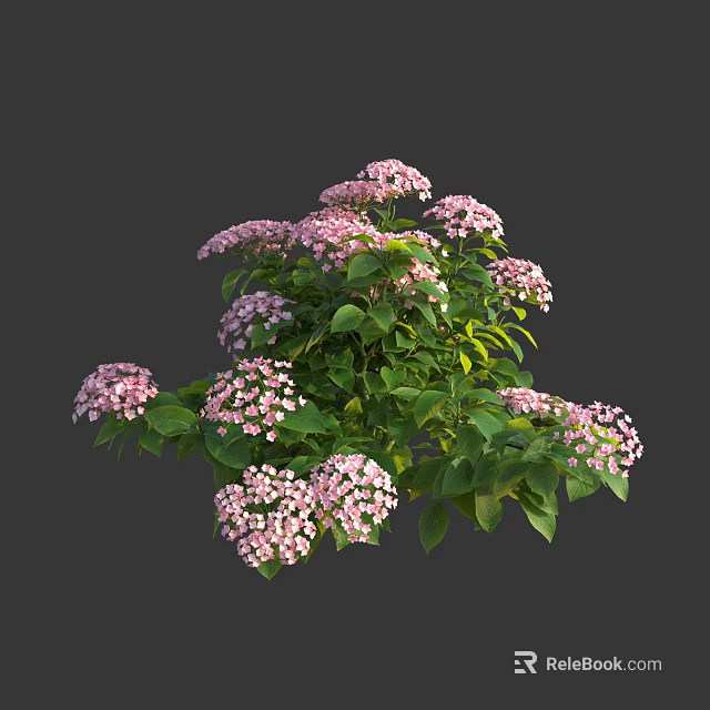 Stunning Lush Blooming Hydrangea With Pink Flowers And Fresh Green Leaves 3d model 