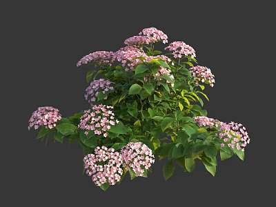 Stunning Lush Blooming Hydrangea With Pink Flowers And Fresh Green Leaves 3d model