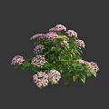 Stunning Lush Blooming Hydrangea With Pink Flowers And Fresh Green Leaves