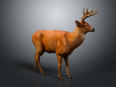 Realistic Brown Deer With Antlers Standing Against Gray Gradient Background 3d model