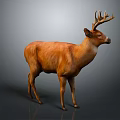 Realistic Brown Deer With Antlers Standing Against Gray Gradient Background 3d model