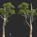 Tall Trees With Thick Trunks And Green Leaves Beside Person For Scale