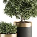 Bonsai Plants In Different Sizes With Black Gold Decorative Pots For Home Decor