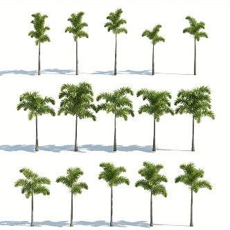 Modern Palm Tree 3d model