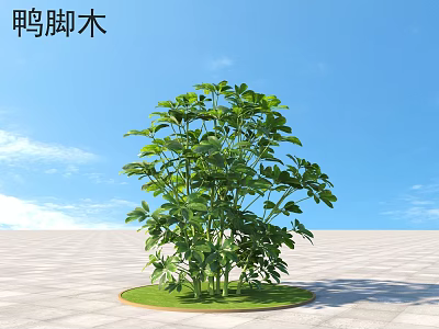 Schefflera Shrub With Lush Green Leaves In Outdoor Garden Landscape 3d model