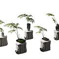 Bonsai Potted Fern Plants with Green Leafy Foliage on Natural Tree Stump Bases