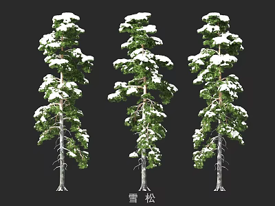Snow Covered Cedar Trees With Tall Green Branches And White Snow 3d model
