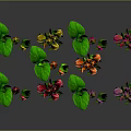 Decorative Plants with Green Leaves and Colorful Pink Orange Purple Blooms for Indoor Decoration