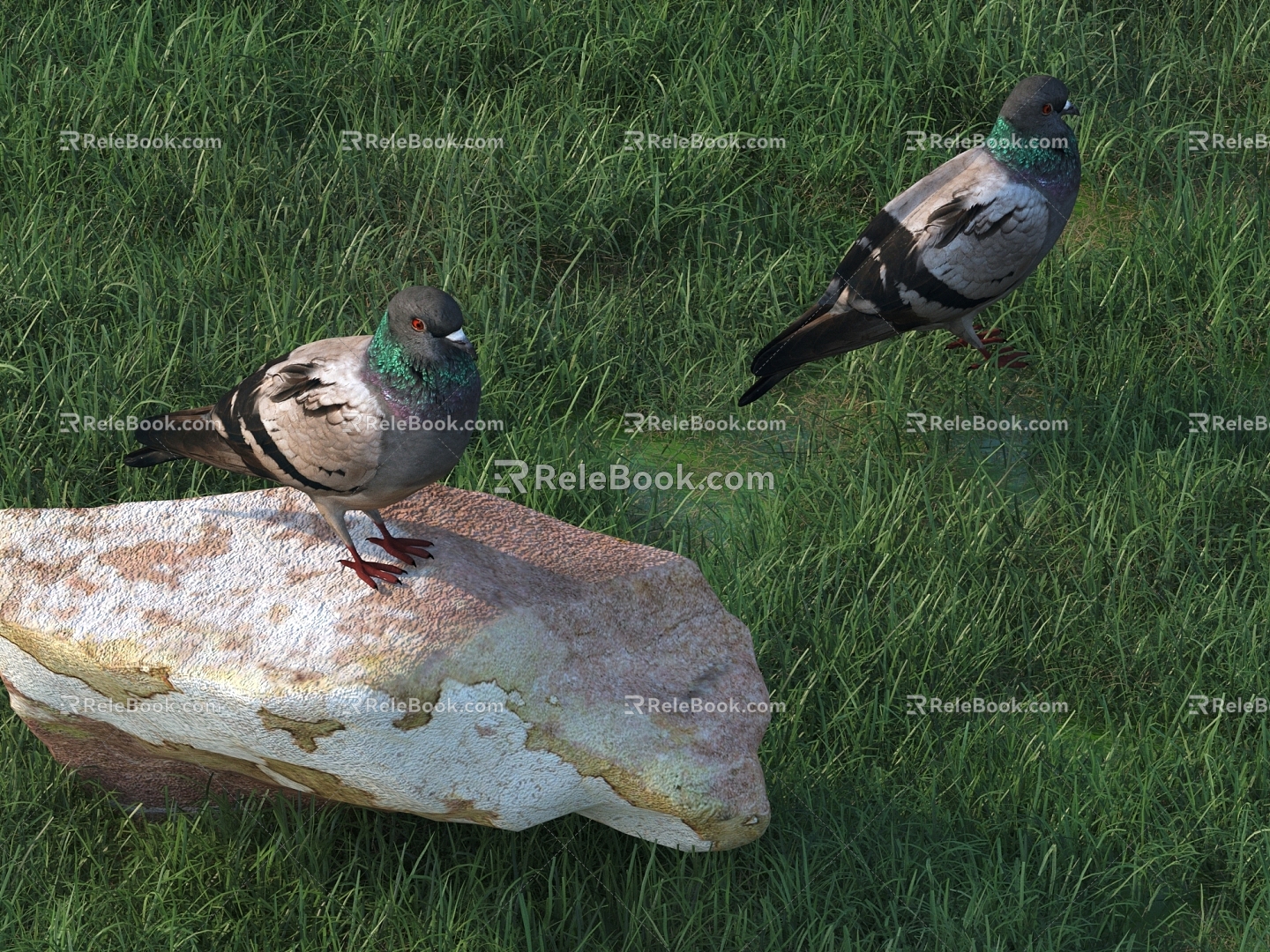 Pigeon Animal Poultry 3d model