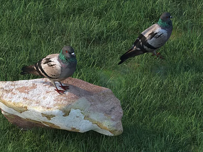 Two Gray Pigeons One Standing On Rock And Another In Green Grass 3d model