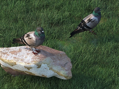 Pigeon Animal Poultry model