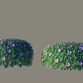 Lush Green Bushes With Purple And Pink Flowers And Dense Foliage