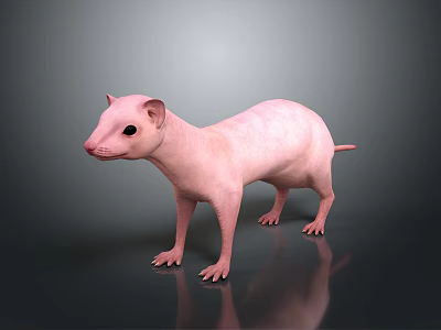 Pink Hairless Naked Mole Rat Standing On Dark Reflective Surface 3d model