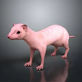 Pink Hairless Naked Mole Rat Standing On Dark Reflective Surface