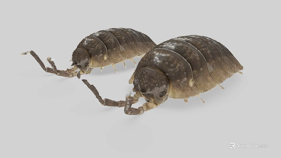 Two Brown Segmented Pill Bugs With Long Antennae On Gray Surface 3d model 