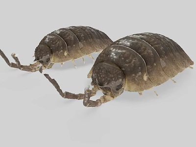 Two Brown Segmented Pill Bugs With Long Antennae On Gray Surface 3d model