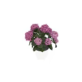 Pink Hydrangeas in White Vase for Beautiful Home Decorative