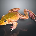 Frog with green brown spotted skin large eyes webbed feet on dark reflective surface