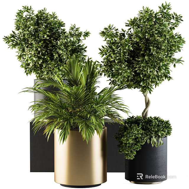 Lush Leafy Bonsai Potted Plants In Golden And Black Containers Arranged Together 3d model 